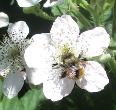 Bombus melanopygus