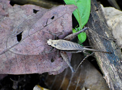 Eneoptera surinamensis