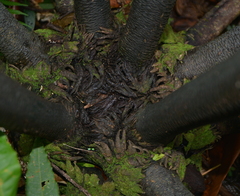 Ptisana attenuata