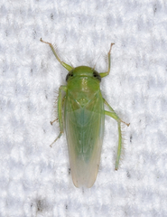 Chlorotettix viridius