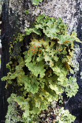 Yarrumia colensoi