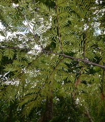 Ptisana attenuata
