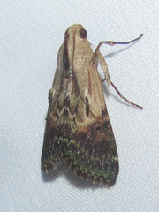 Deuterollyta basilata
