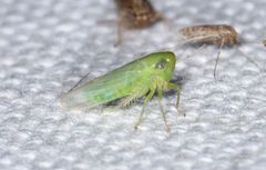 Chlorotettix viridius