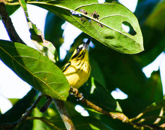 Todirostrum chrysocrotaphum
