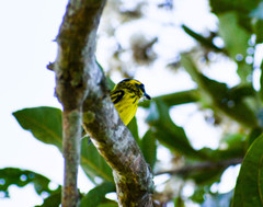 Todirostrum chrysocrotaphum