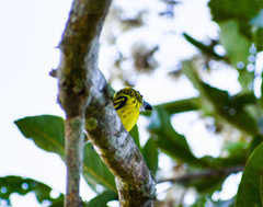 Todirostrum chrysocrotaphum