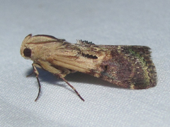 Deuterollyta basilata