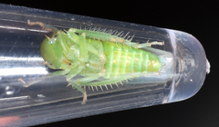 Chlorotettix viridius