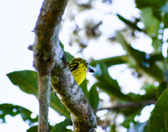 Todirostrum chrysocrotaphum