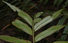 Ptisana attenuata