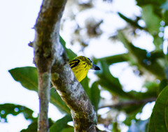 Todirostrum chrysocrotaphum