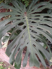Monstera deliciosa