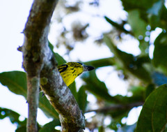 Todirostrum chrysocrotaphum