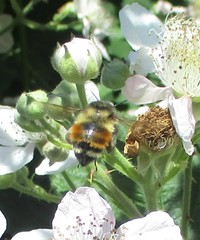 Bombus melanopygus