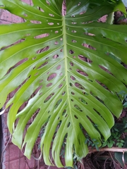 Monstera deliciosa