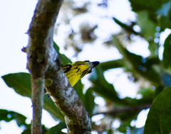 Todirostrum chrysocrotaphum