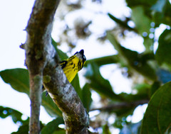 Todirostrum chrysocrotaphum