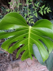 Monstera deliciosa