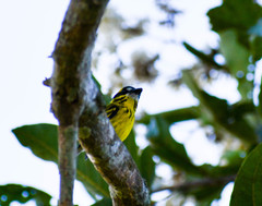 Todirostrum chrysocrotaphum