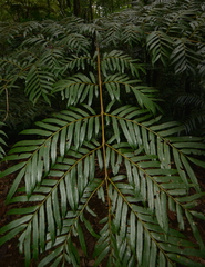 Ptisana attenuata