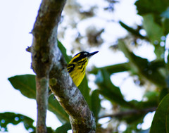 Todirostrum chrysocrotaphum