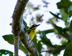 Todirostrum chrysocrotaphum