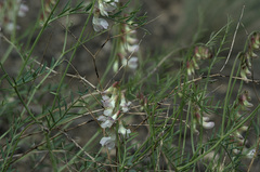Vicia costata