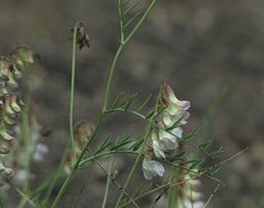Vicia costata
