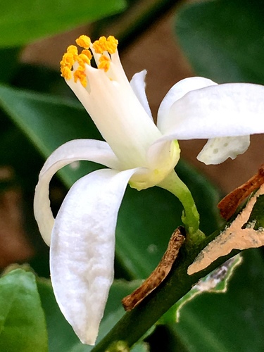 Citrus × microcarpa