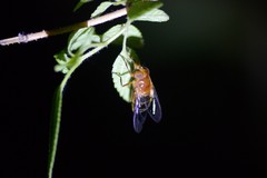 Volucella trifasciata