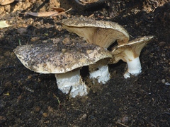 Cortinarius sublargus