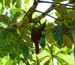 Dendrexetastes rufigula