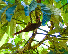 Dendrexetastes rufigula