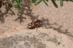 Lygaeus equestris