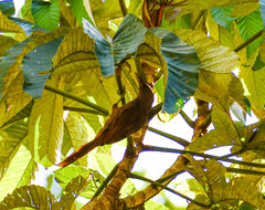 Dendrexetastes rufigula