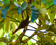 Dendrexetastes rufigula