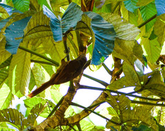 Dendrexetastes rufigula