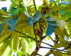 Dendrexetastes rufigula