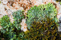 Pannaria athroophylla