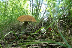 Leccinum