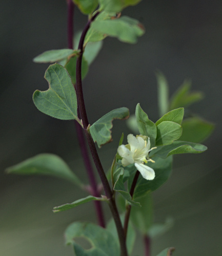 Lonicera microphylla, photograph 6