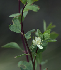 Lonicera microphylla, photograph Pavel Komkov, CC BY, iNaturalist via GBIF