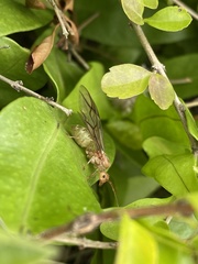 Oecophylla smaragdina