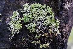 Menegazzia