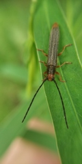 Oberea erythrocephala