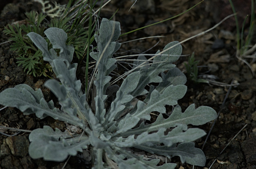 Echinops humilis, photograph 6
