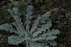 Echinops humilis, photograph (c) Pavel Komkov, some rights reserved (CC BY)