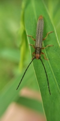 Oberea erythrocephala