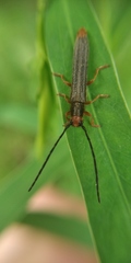 Oberea erythrocephala